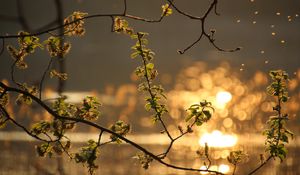 Preview wallpaper branch, leaves, spring, glare