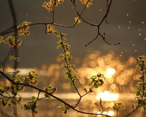 Preview wallpaper branch, leaves, spring, glare