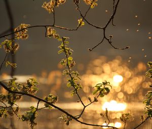 Preview wallpaper branch, leaves, spring, glare