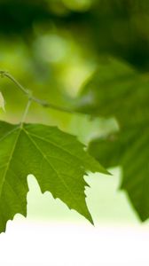 Preview wallpaper branch, leaves, spring, green, macro