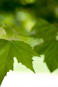 Preview wallpaper branch, leaves, spring, green, macro