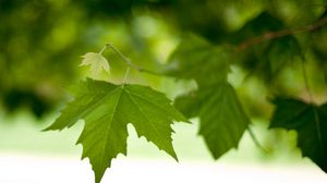 Preview wallpaper branch, leaves, spring, green, macro