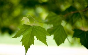 Preview wallpaper branch, leaves, spring, green, macro