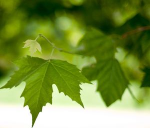 Preview wallpaper branch, leaves, spring, green, macro