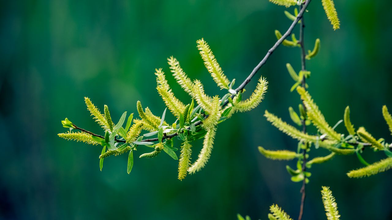 Wallpaper branch, leaves, spring, blur, green