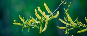 Preview wallpaper branch, leaves, spring, blur, green