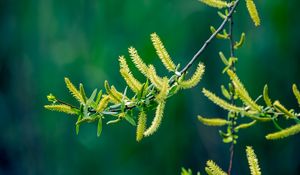 Preview wallpaper branch, leaves, spring, blur, green