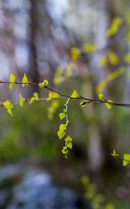 Preview wallpaper branch, leaves, spring, macro