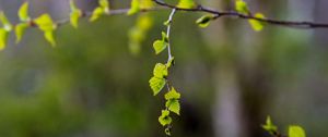 Preview wallpaper branch, leaves, spring, macro