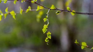 Preview wallpaper branch, leaves, spring, macro