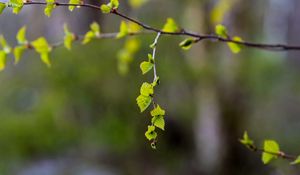 Preview wallpaper branch, leaves, spring, macro