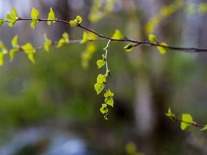 Preview wallpaper branch, leaves, spring, macro