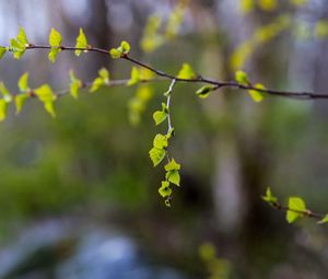 Preview wallpaper branch, leaves, spring, macro