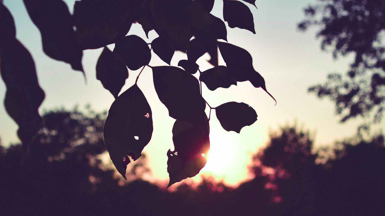 Wallpaper branch, leaves, sunset, outlines, dark