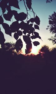 Preview wallpaper branch, leaves, sunset, outlines, dark