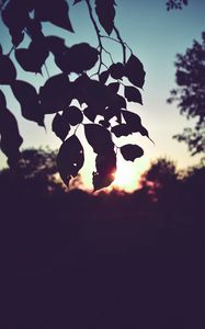 Preview wallpaper branch, leaves, sunset, outlines, dark