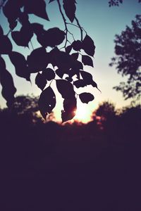 Preview wallpaper branch, leaves, sunset, outlines, dark