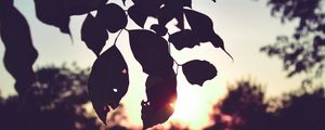 Preview wallpaper branch, leaves, sunset, outlines, dark