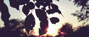 Preview wallpaper branch, leaves, sunset, outlines, dark