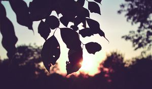 Preview wallpaper branch, leaves, sunset, outlines, dark