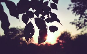 Preview wallpaper branch, leaves, sunset, outlines, dark