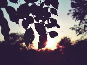 Preview wallpaper branch, leaves, sunset, outlines, dark