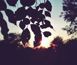 Preview wallpaper branch, leaves, sunset, outlines, dark