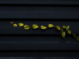 Preview wallpaper branch, leaves, surface, metal, metallic