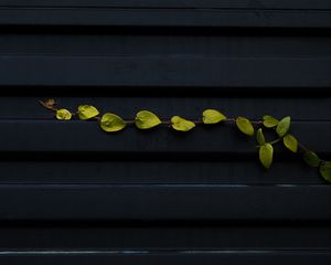 Preview wallpaper branch, leaves, surface, metal, metallic