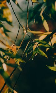 Preview wallpaper branch, leaves, tree, rays sun