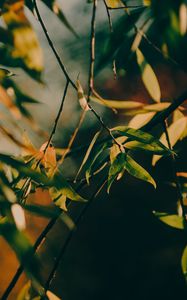 Preview wallpaper branch, leaves, tree, rays sun