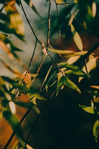 Preview wallpaper branch, leaves, tree, rays sun