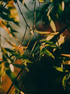 Preview wallpaper branch, leaves, tree, rays sun