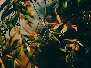 Preview wallpaper branch, leaves, tree, rays sun