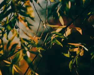 Preview wallpaper branch, leaves, tree, rays sun