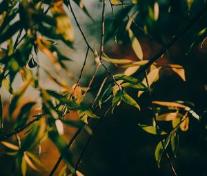 Preview wallpaper branch, leaves, tree, rays sun