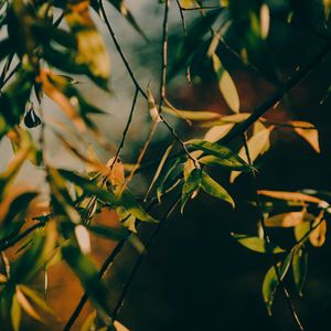 Preview wallpaper branch, leaves, tree, rays sun