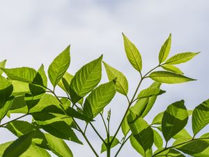 Preview wallpaper branch, leaves, tree, sky