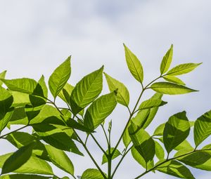 Preview wallpaper branch, leaves, tree, sky