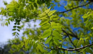 Preview wallpaper branch, leaves, tree, macro, green