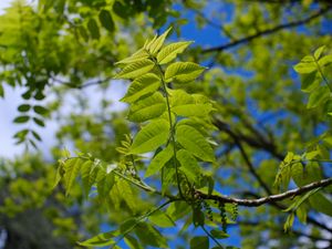 Preview wallpaper branch, leaves, tree, macro, green