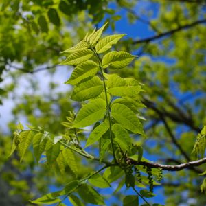 Preview wallpaper branch, leaves, tree, macro, green