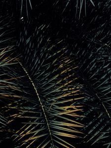 Preview wallpaper branch, leaves, tropical, plant