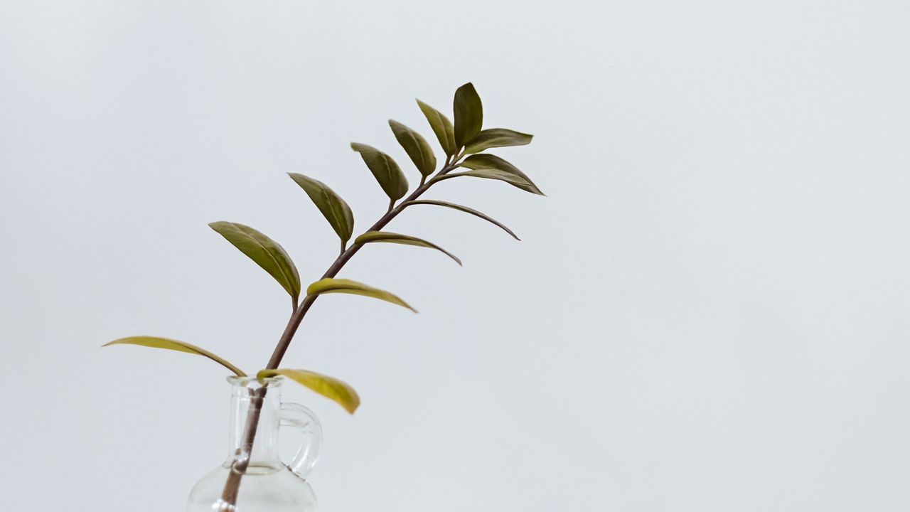 Wallpaper branch, leaves, vase, table