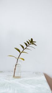 Preview wallpaper branch, leaves, vase, table