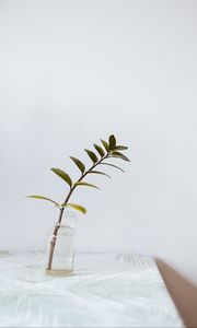 Preview wallpaper branch, leaves, vase, table