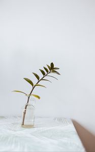 Preview wallpaper branch, leaves, vase, table