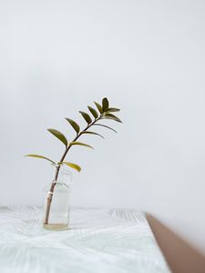 Preview wallpaper branch, leaves, vase, table