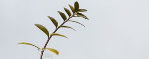Preview wallpaper branch, leaves, vase, table