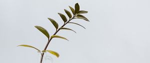 Preview wallpaper branch, leaves, vase, table